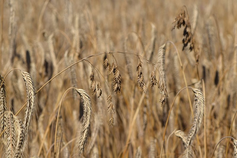 Rye Brome photo 8