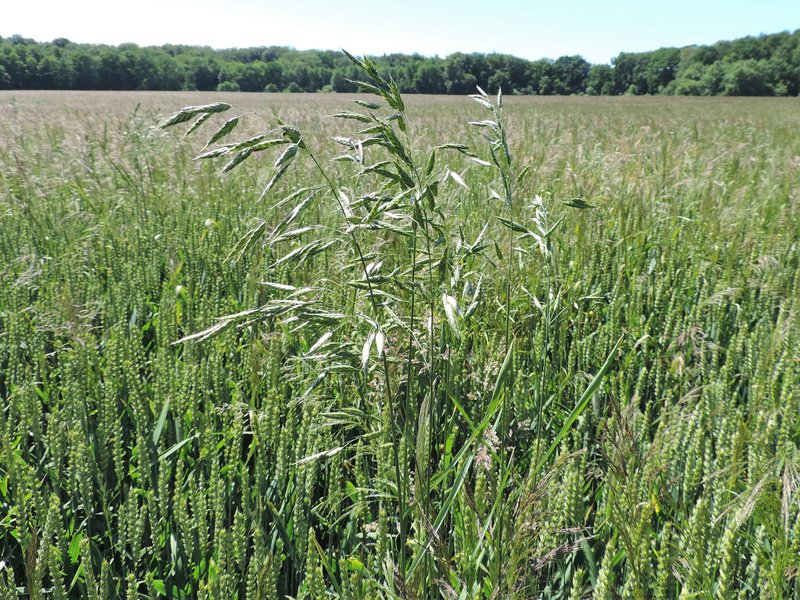 Rye Brome photo 9