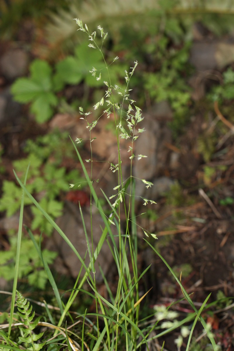 Alaska Brome