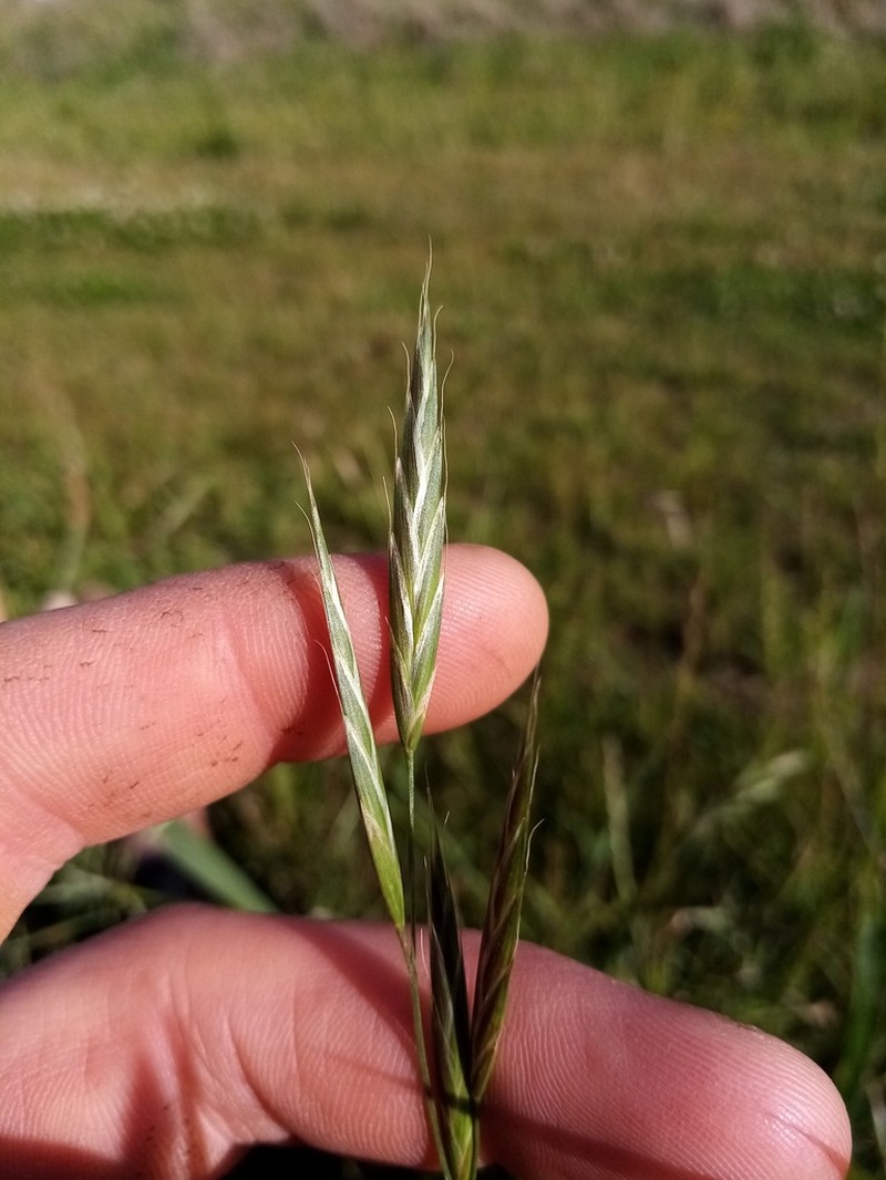 Alaska Brome photo 2