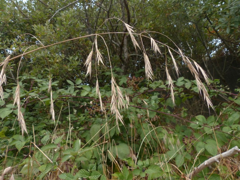 Alaska Brome photo 3