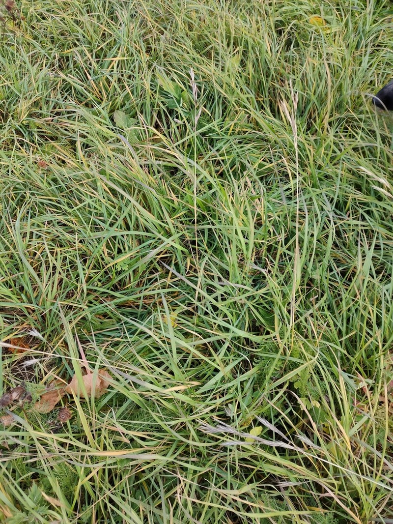 Alaska Brome photo 4