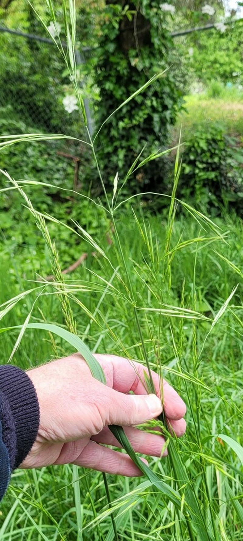 Alaska Brome photo 5