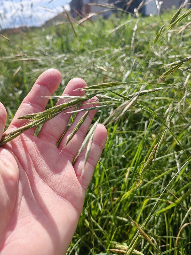 Alaska Brome photo 6
