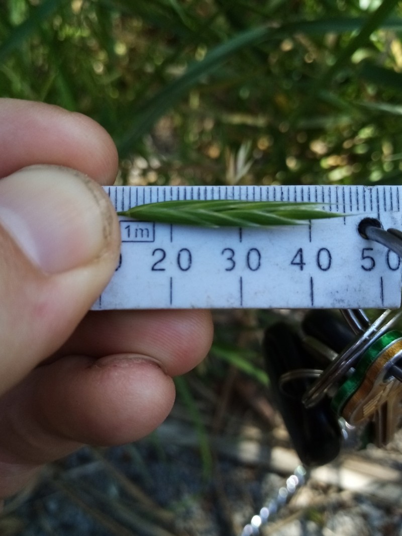 Alaska Brome photo 7