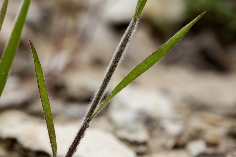Corn Brome photo 2