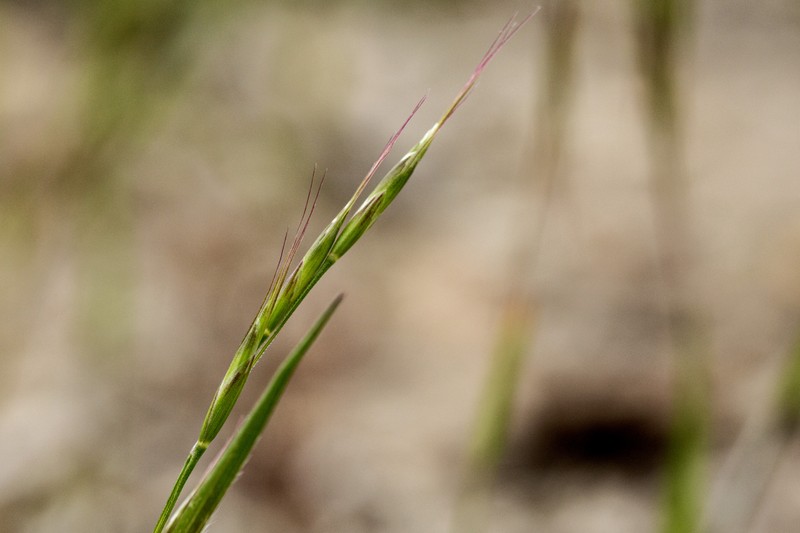 Corn Brome photo 3