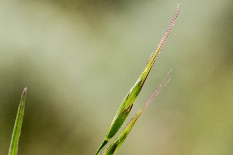 Corn Brome photo 4