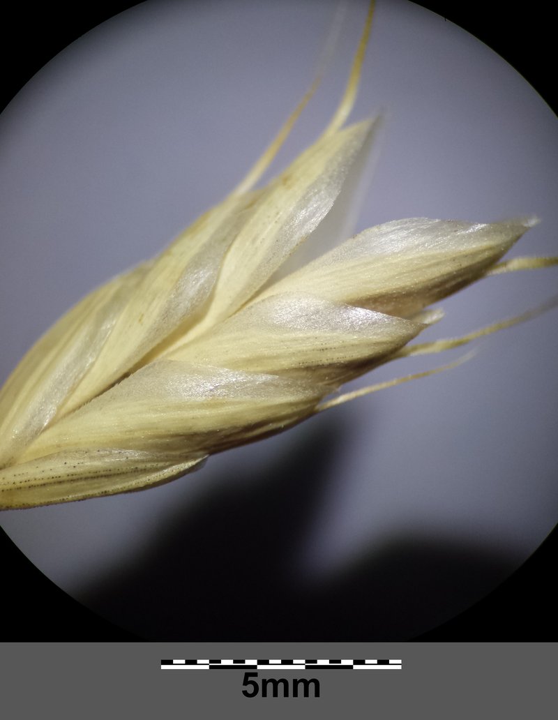 Corn Brome photo 6