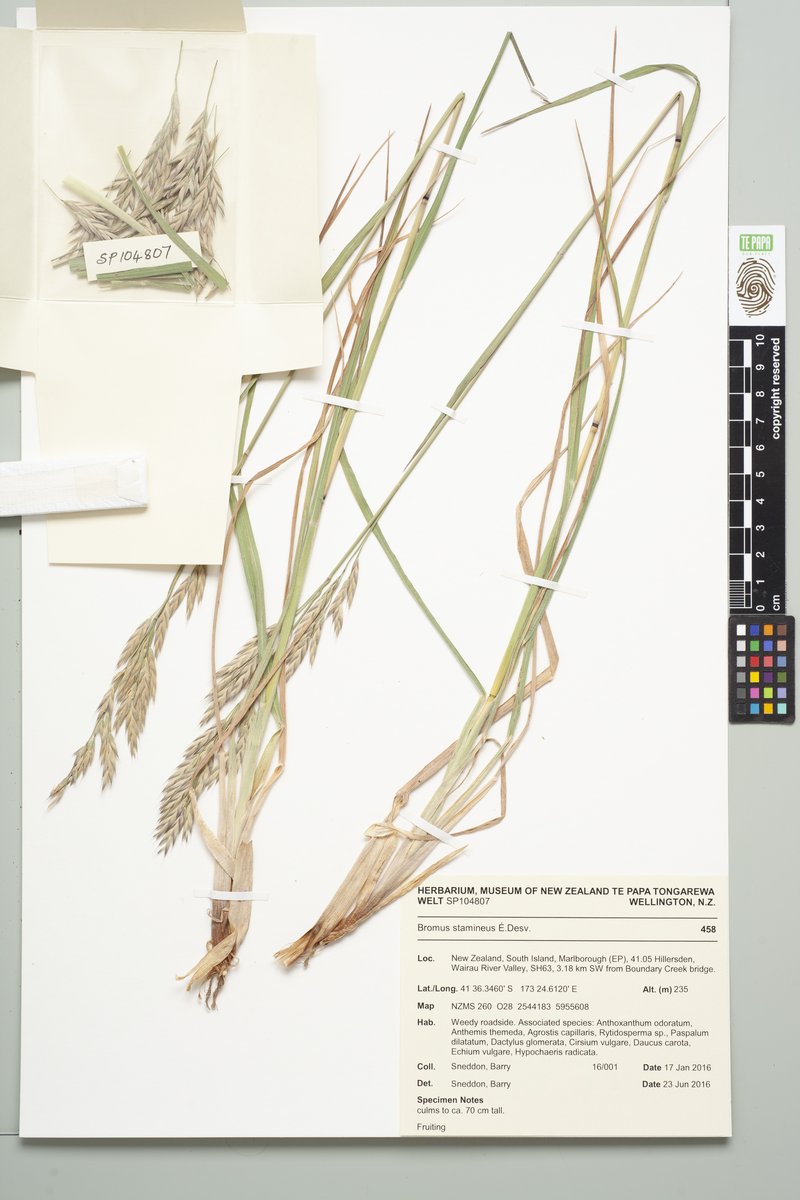 Roadside Brome photo 3
