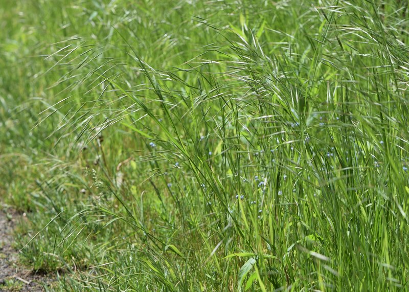 Poverty Brome photo 2