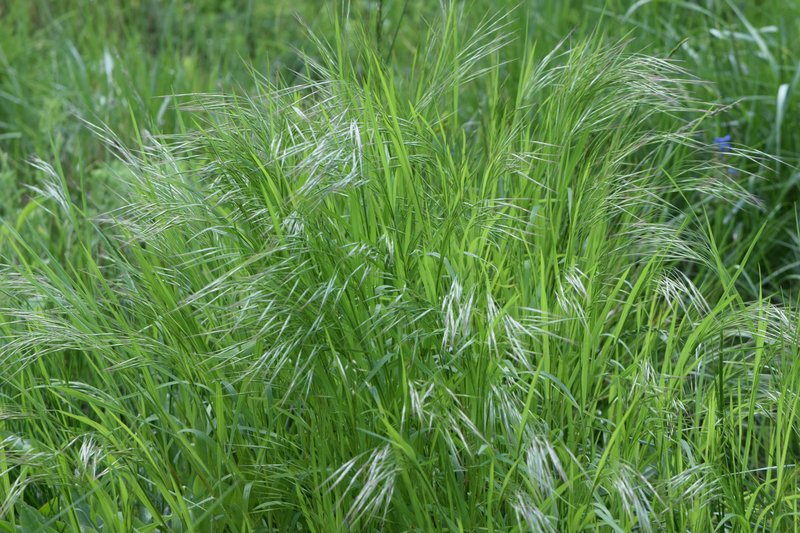 Poverty Brome photo 3