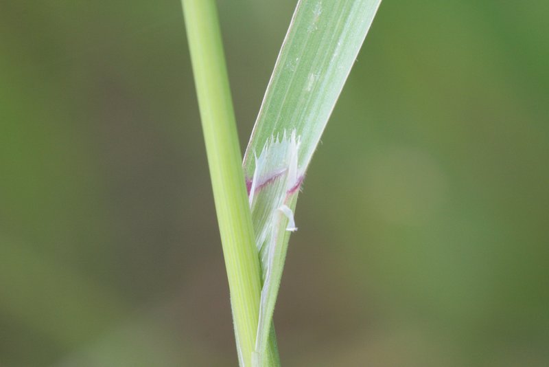 Poverty Brome photo 4