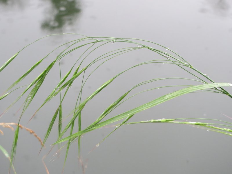 Poverty Brome photo 5