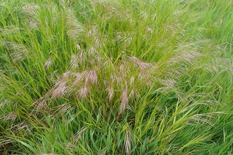 Poverty Brome photo 6