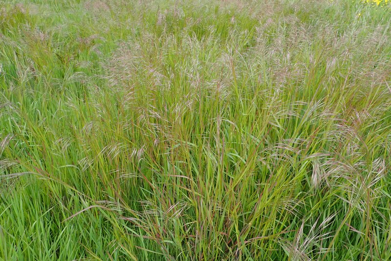Poverty Brome photo 7