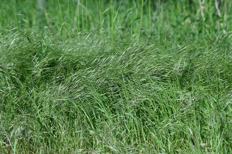 Poverty Brome photo 8