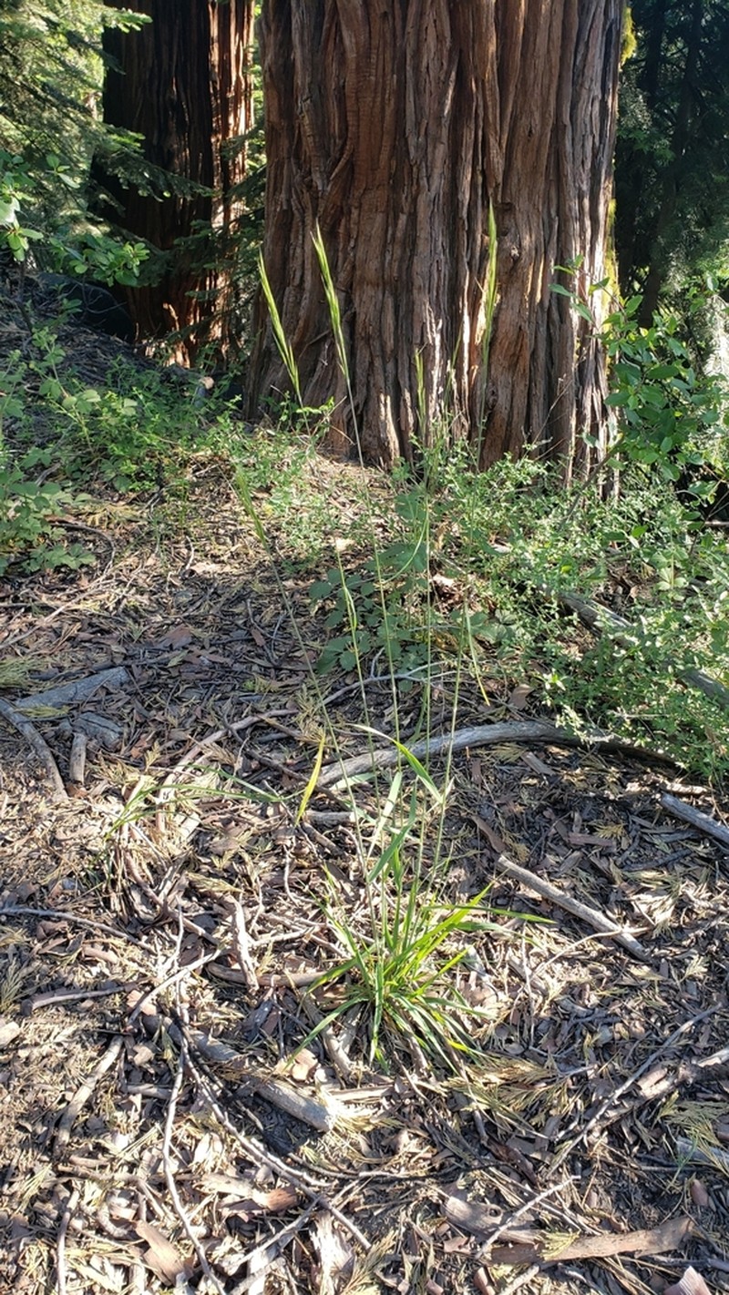Suksdorf's Brome