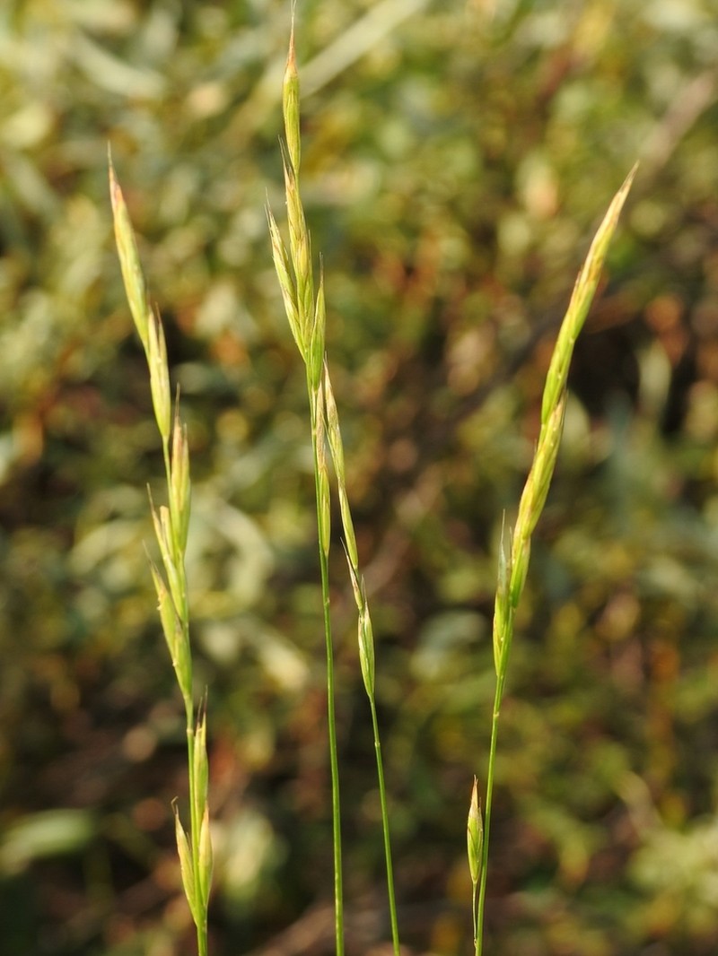 Suksdorf's Brome photo 2