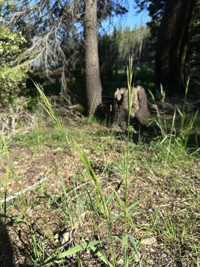 Suksdorf's Brome photo 3