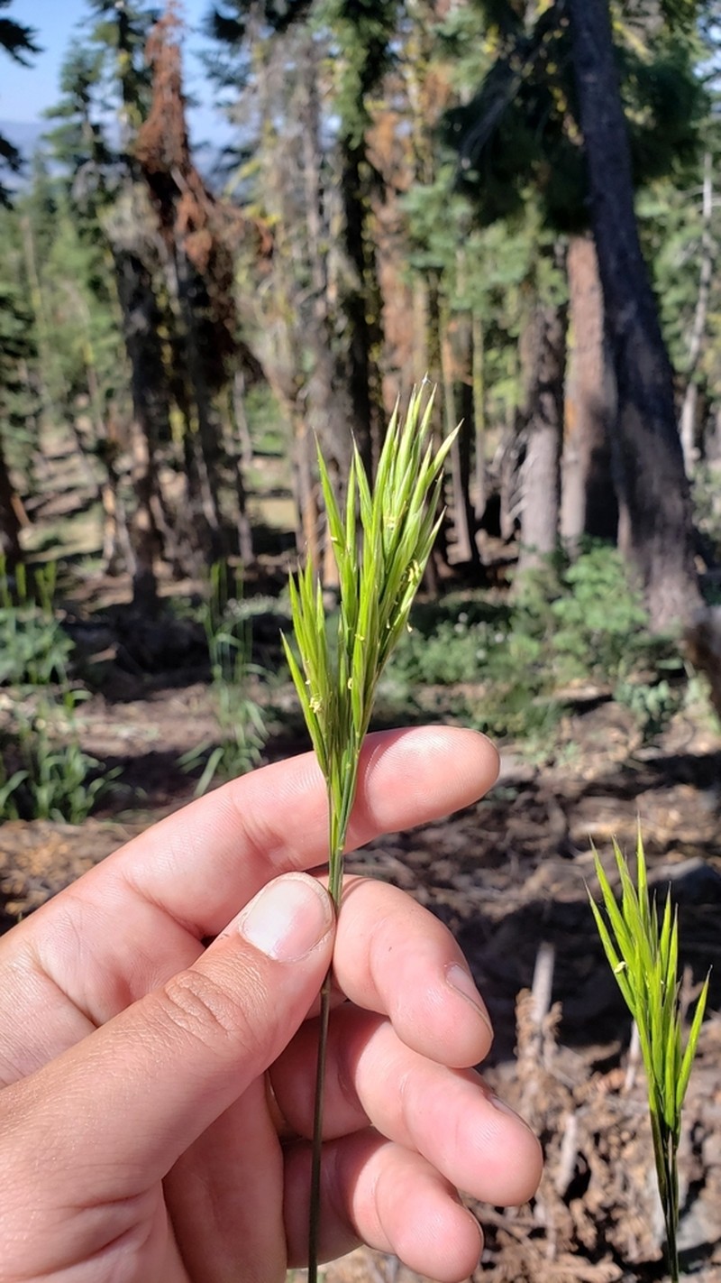 Suksdorf's Brome photo 4