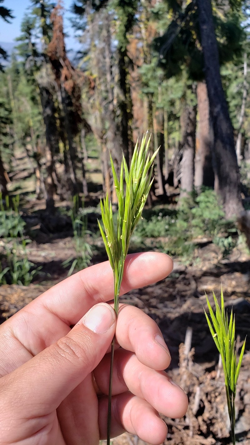 Suksdorf's Brome photo 7