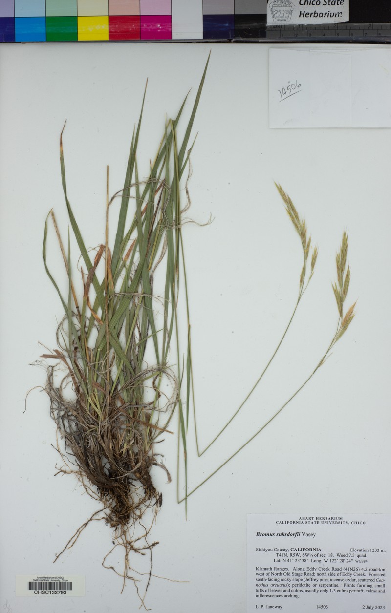Suksdorf's Brome photo 8