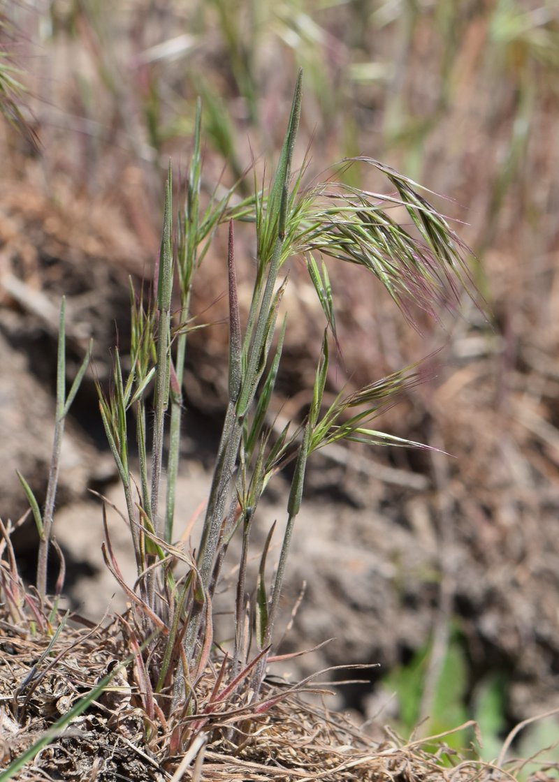 Cheatgrass photo 2