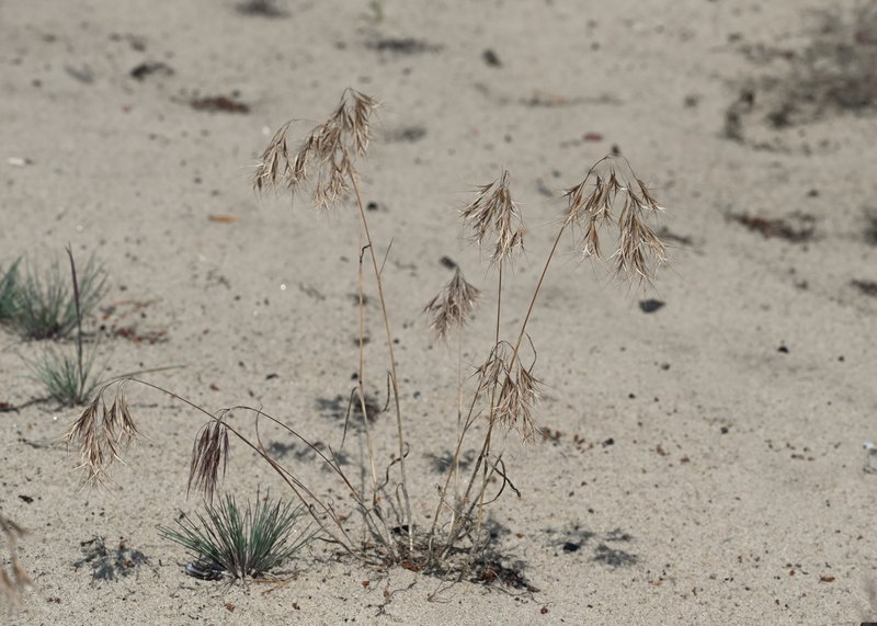 Cheatgrass photo 3