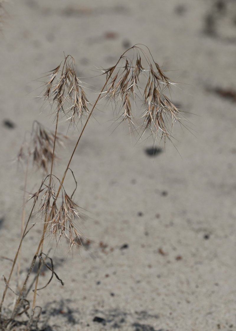Cheatgrass photo 4