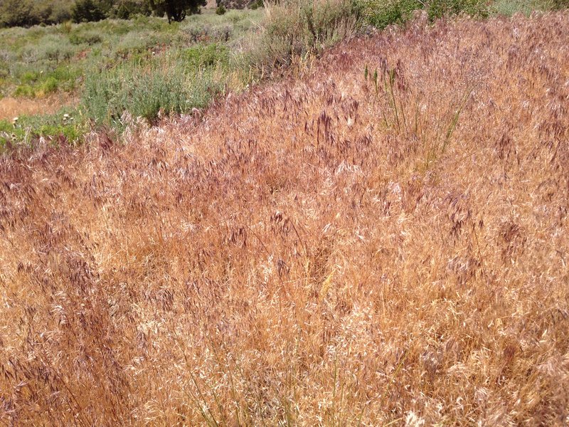 Cheatgrass photo 5