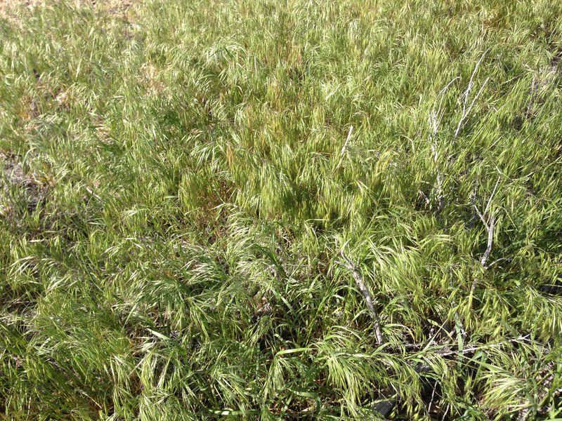 Cheatgrass photo 6