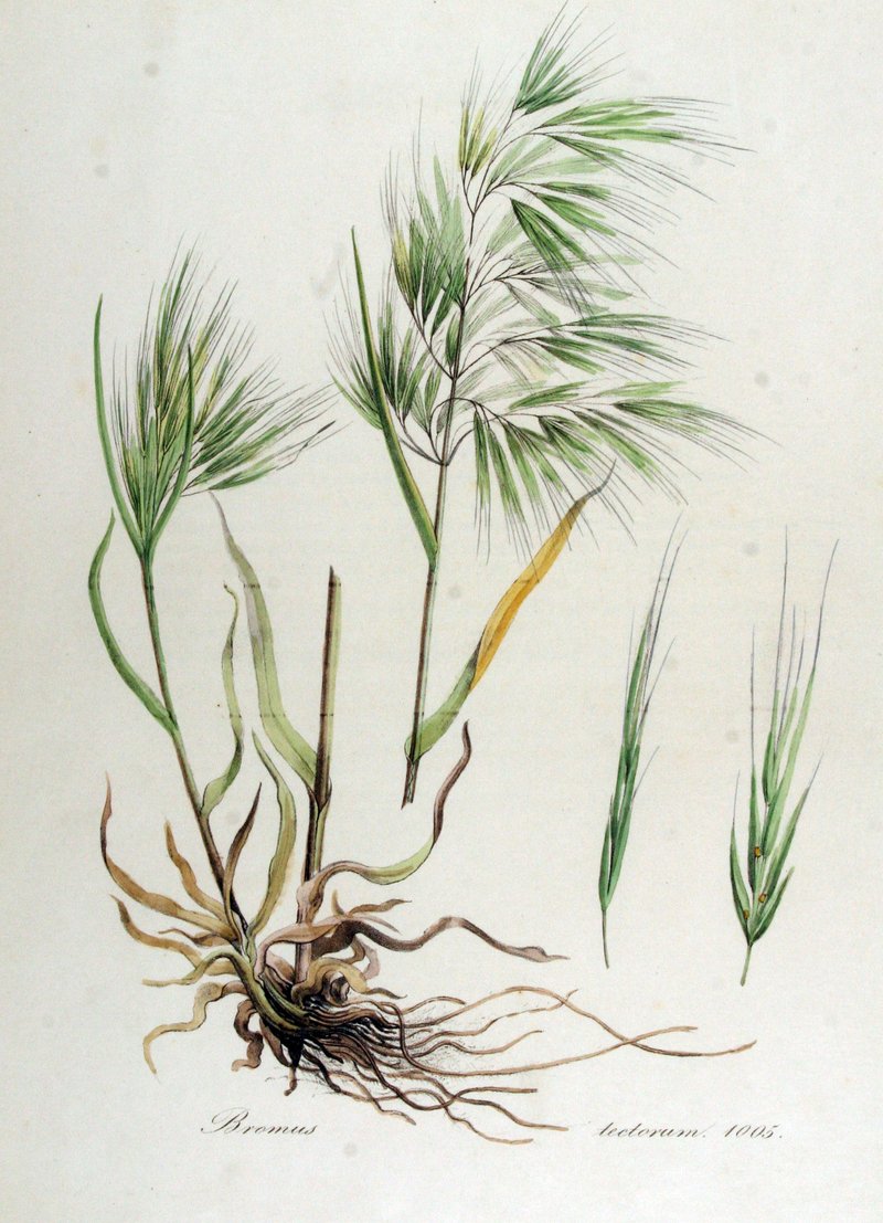 Cheatgrass