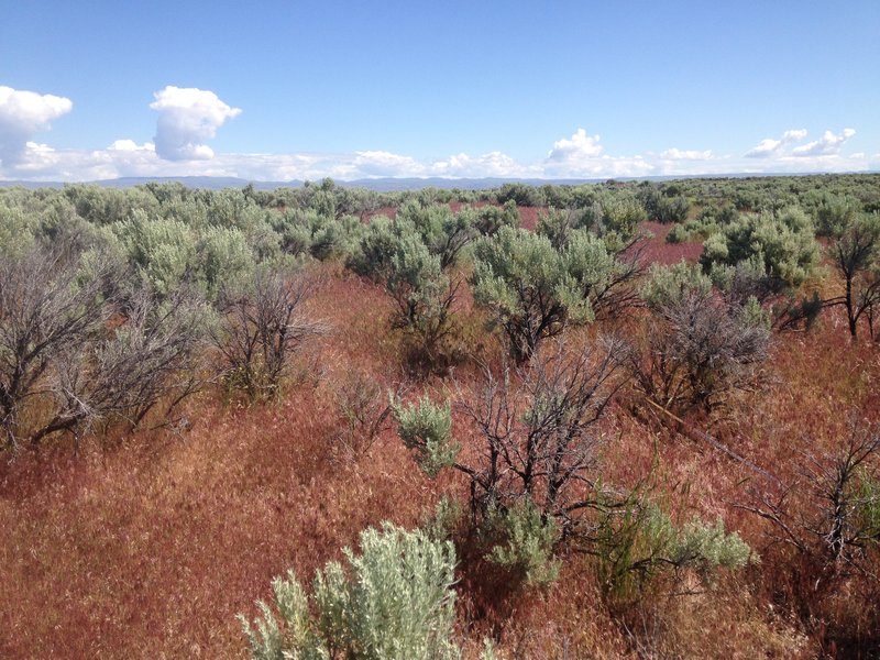 Cheatgrass photo 7