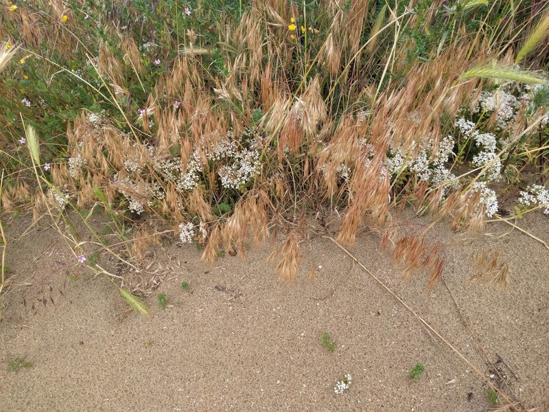 Cheatgrass photo 8