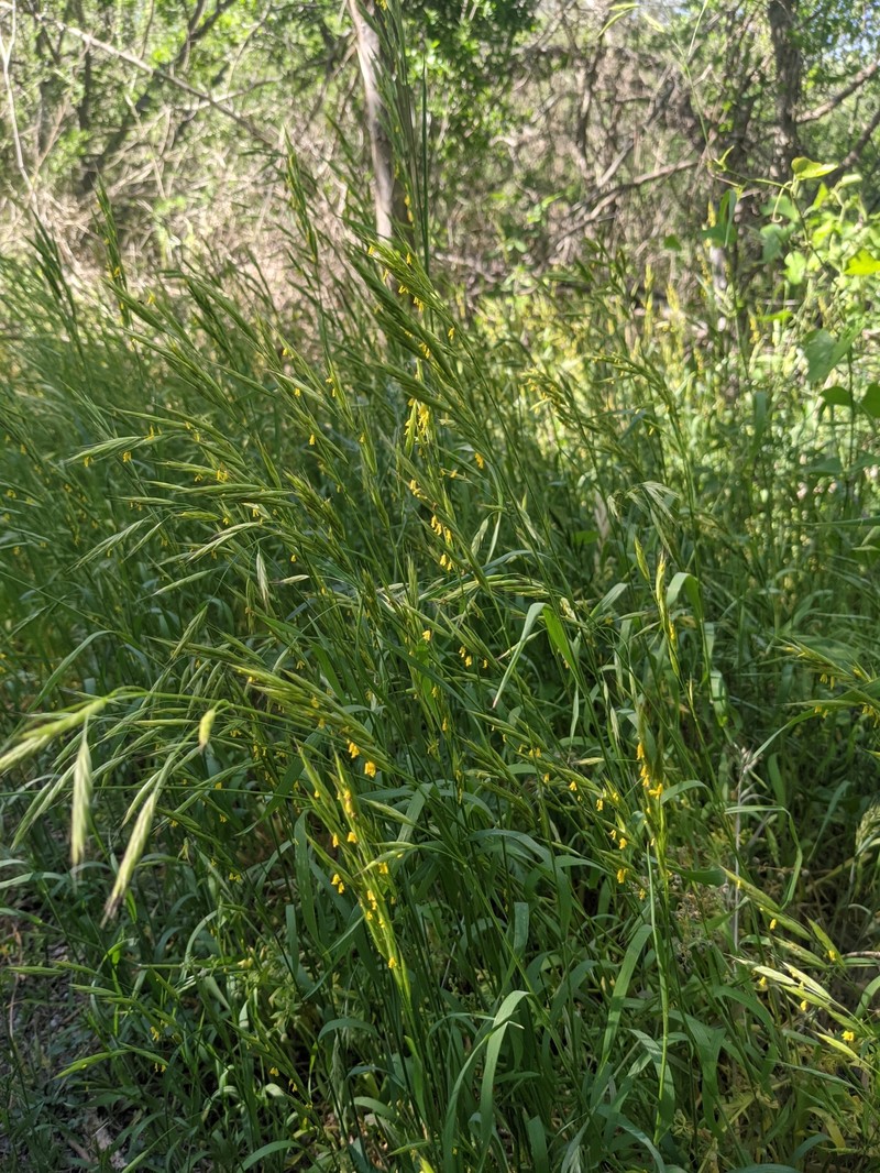 Texas Brome