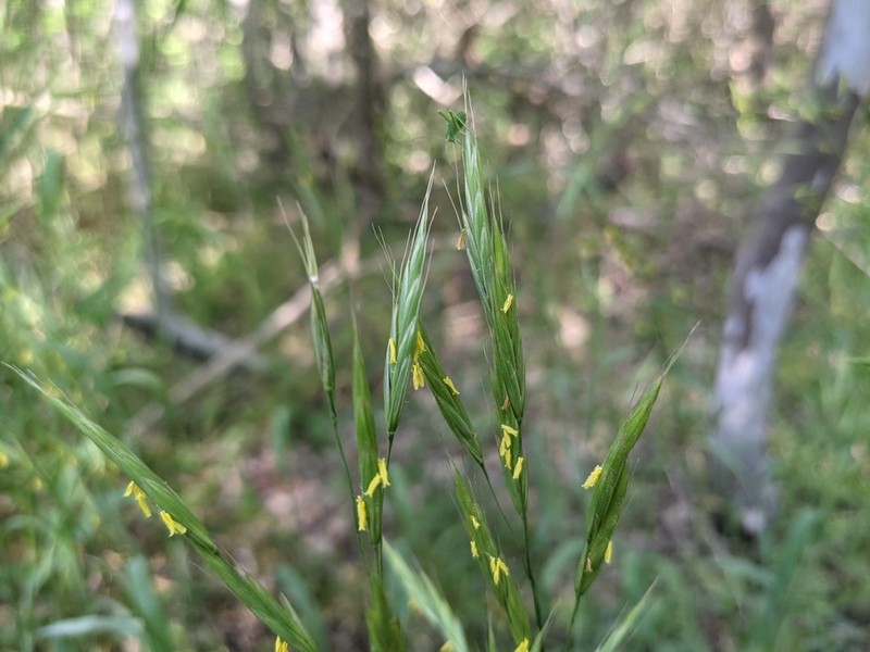 Texas Brome