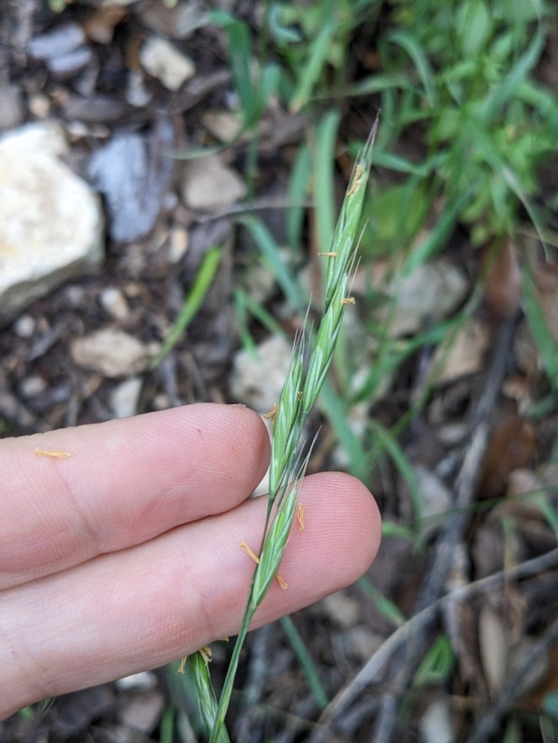 Texas Brome photo 2