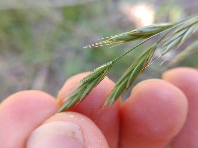 Texas Brome photo 3