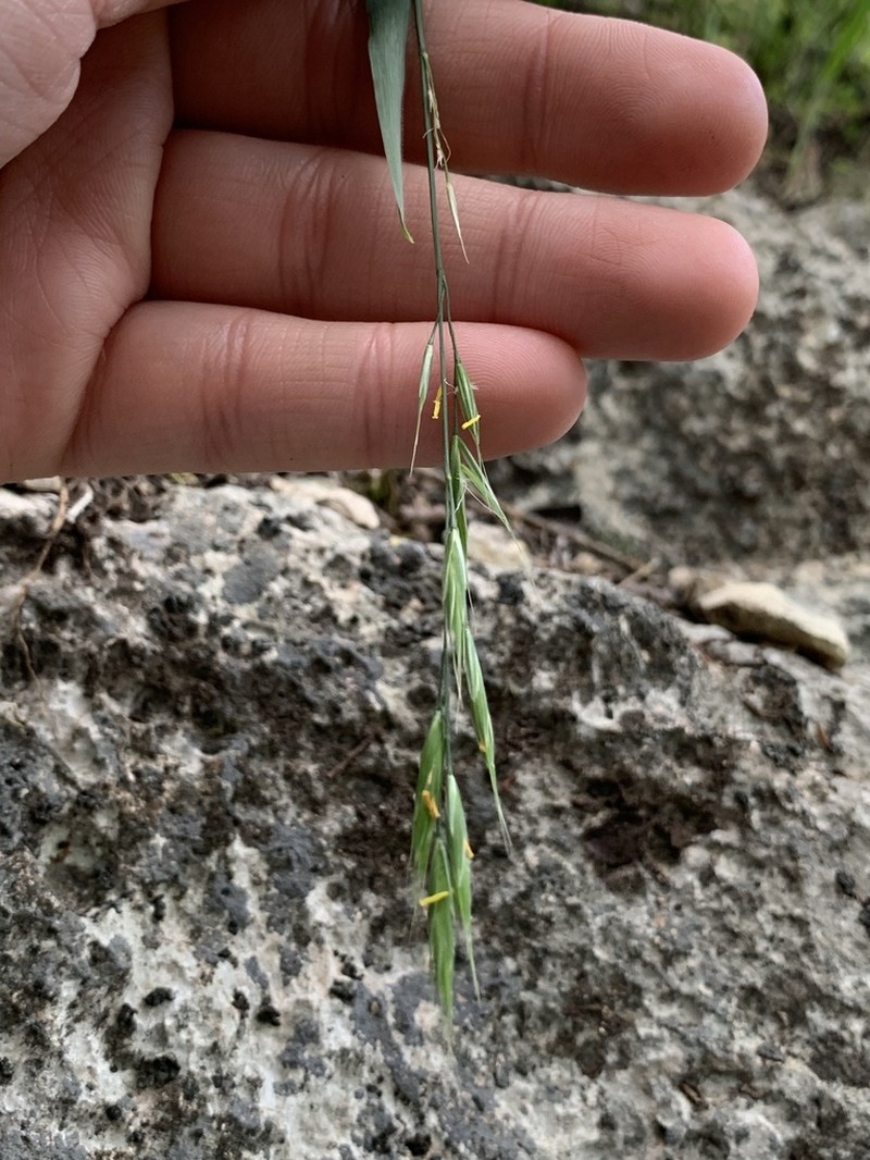 Texas Brome photo 4