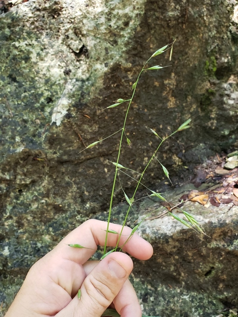 Texas Brome photo 5