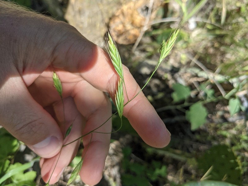 Texas Brome photo 6