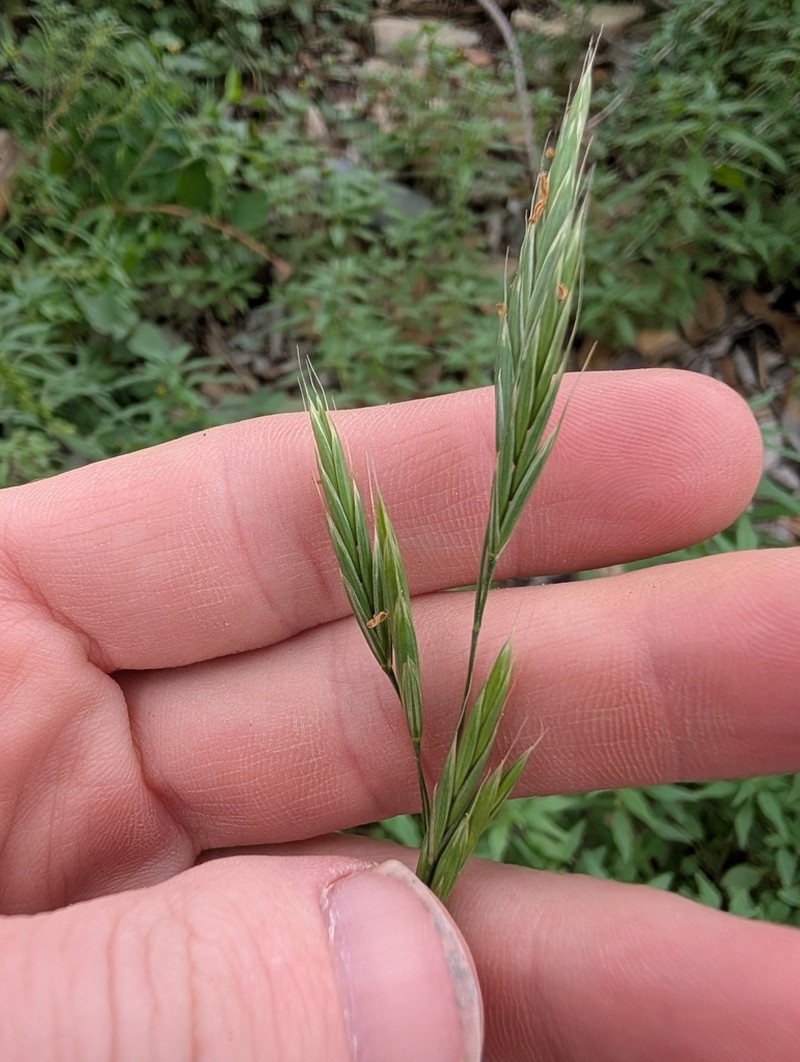Texas Brome photo 7