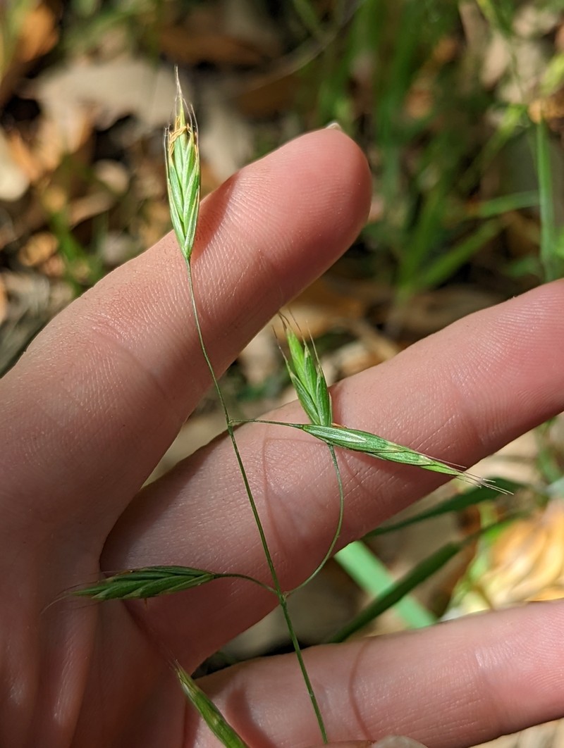 Texas Brome photo 8