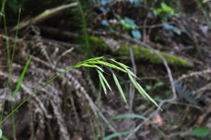 Columbia Brome photo 2