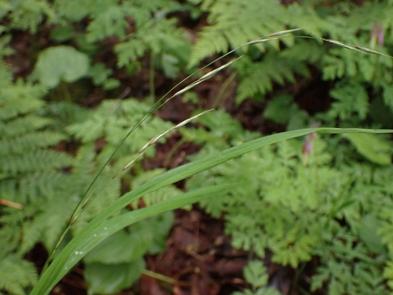 Columbia Brome photo 4