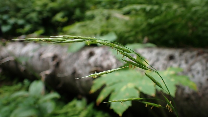 Columbia Brome photo 5