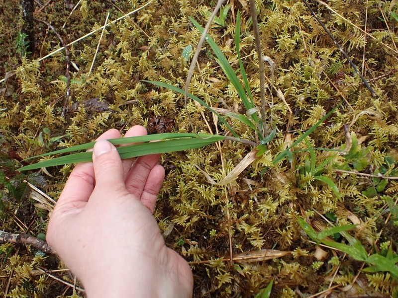 Columbia Brome photo 6