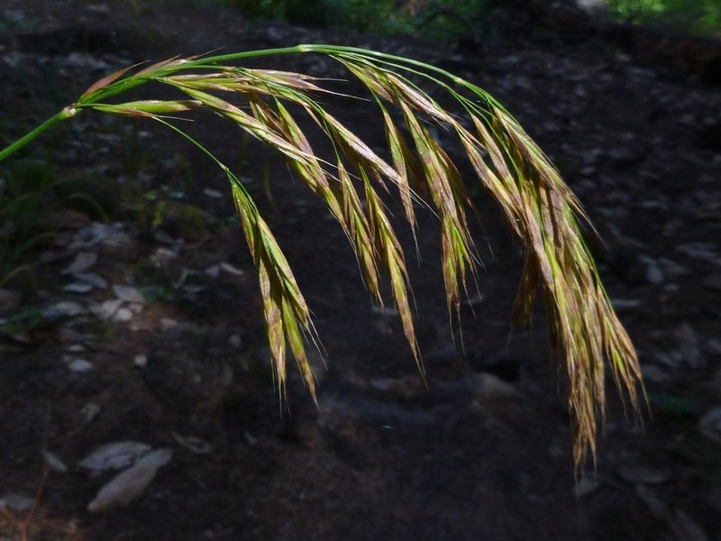 Columbia Brome photo 7