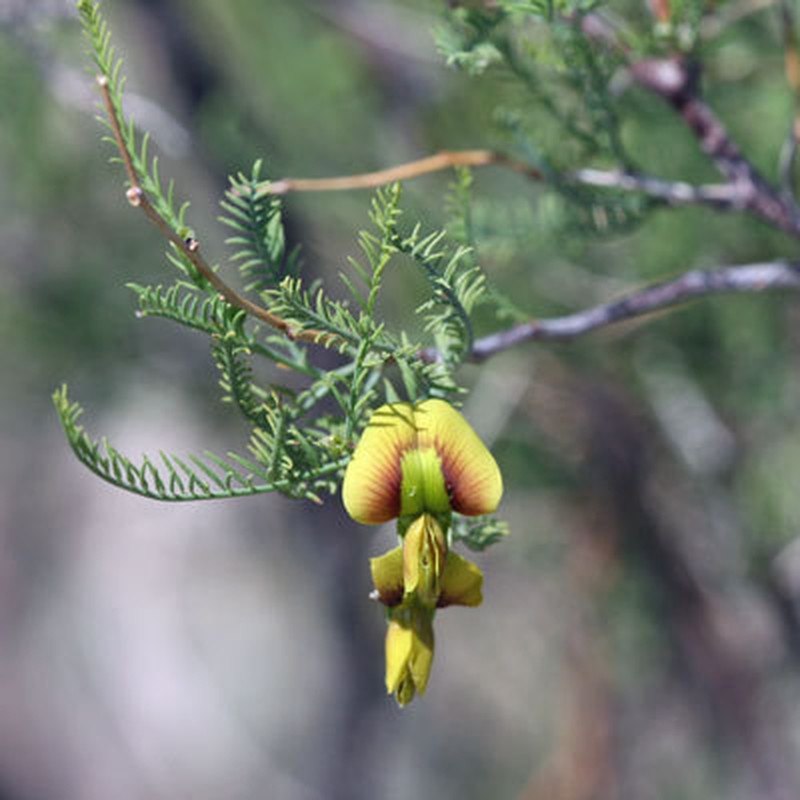 Littleleaf Greentwig